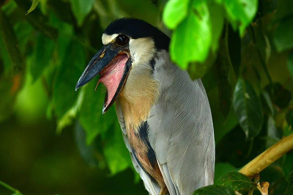 Burung boat-billed heron menguap.