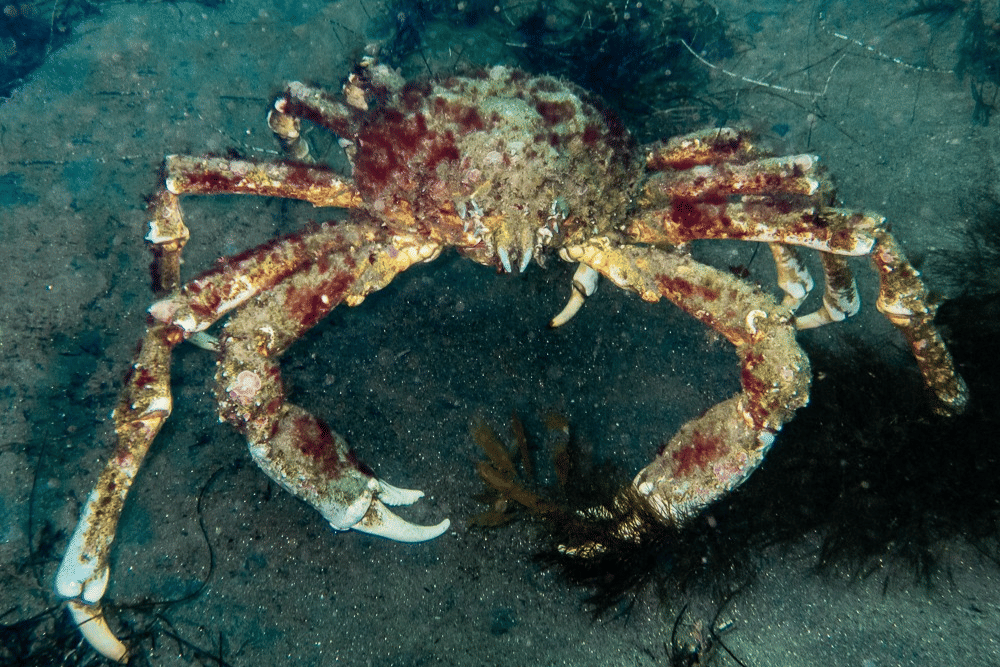 5 Fakta Menarik Kepiting Domba, Telurnya Bisa Berubah Warna