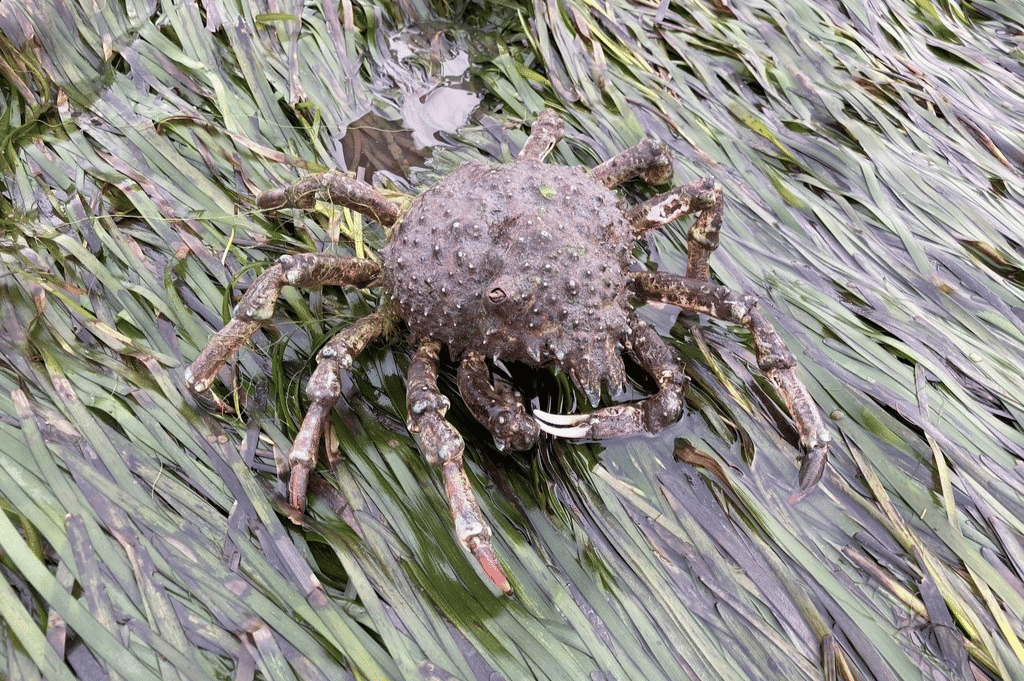 kepiting domba