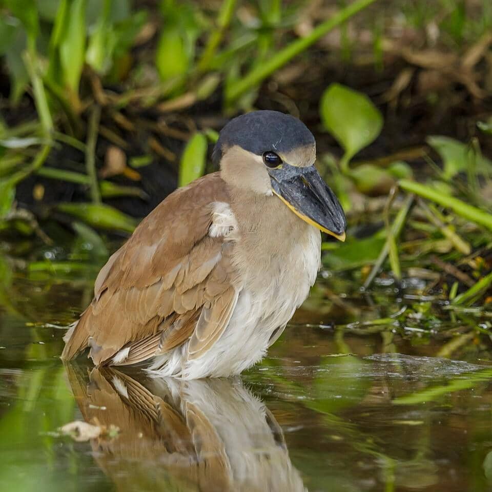 Burung boat-billed heron sedang mencari makan.