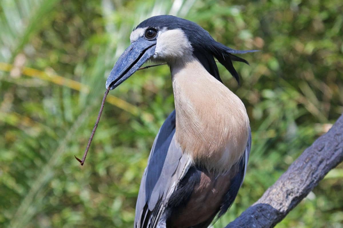 7 Fakta Boat-billed Heron, Burung Kuntul Aneh Berparuh Perahu