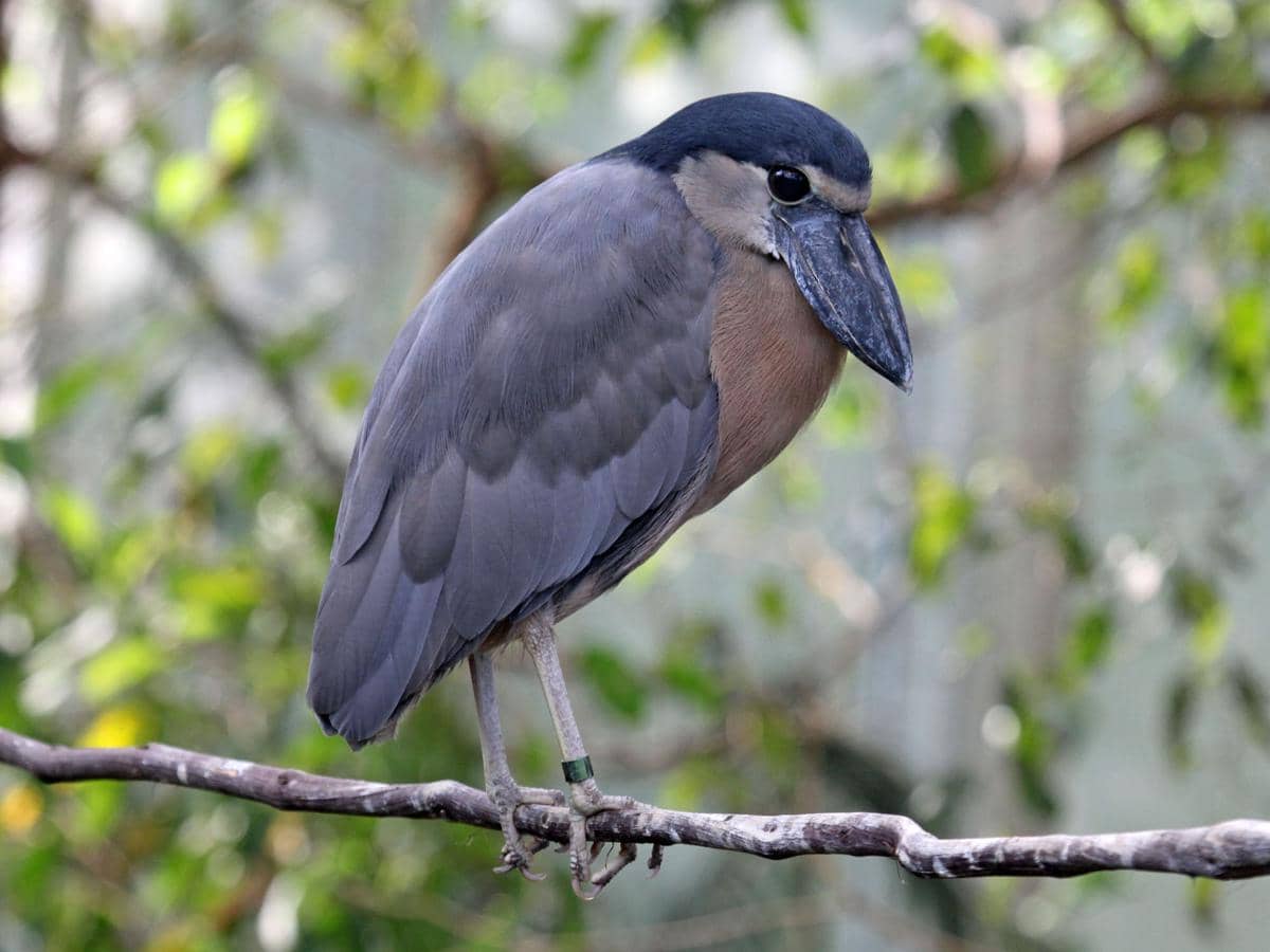Burung boat-billed heron bertengger diam.