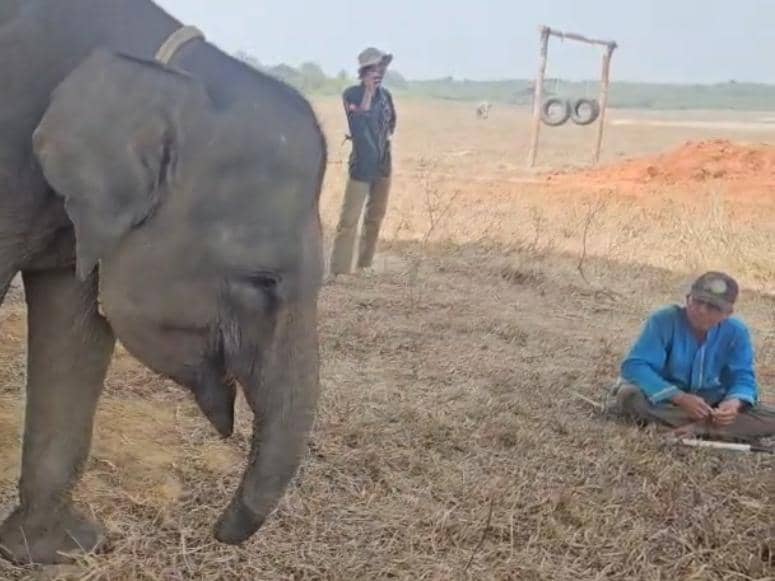Kisah Erin, Gajah Korban Jerat Kini Lanjutkan Hidup di TN Way Kambas