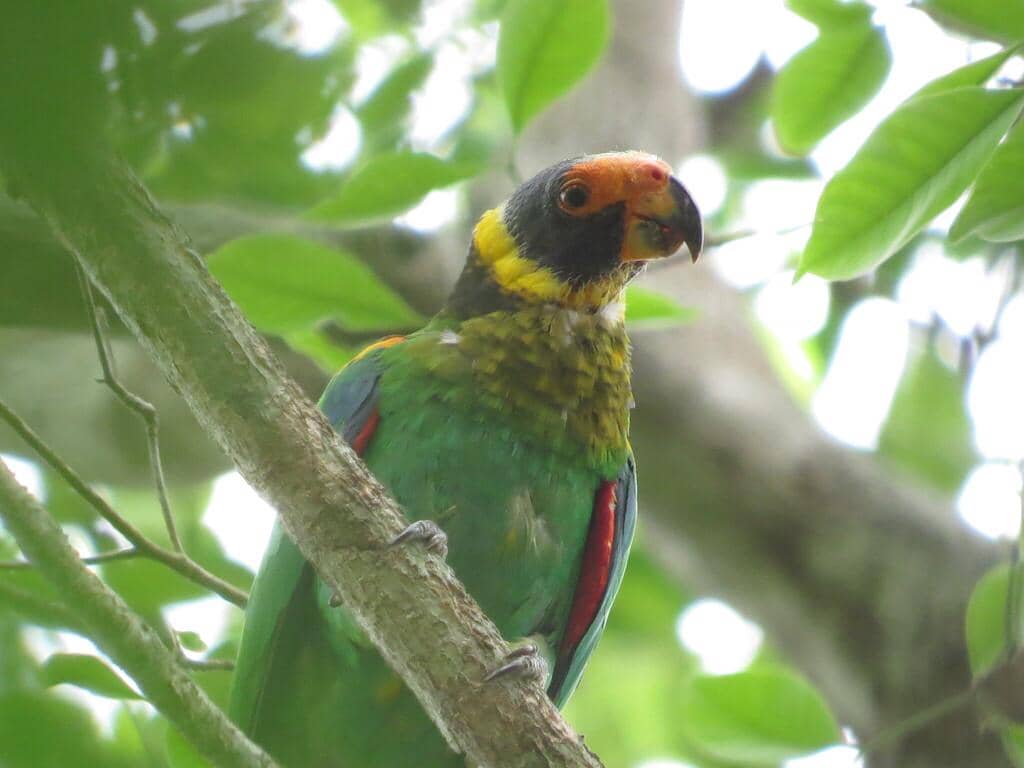 5 Fakta Vulturine Parrot, Burung Eksotis Penghuni Hutan Brasil