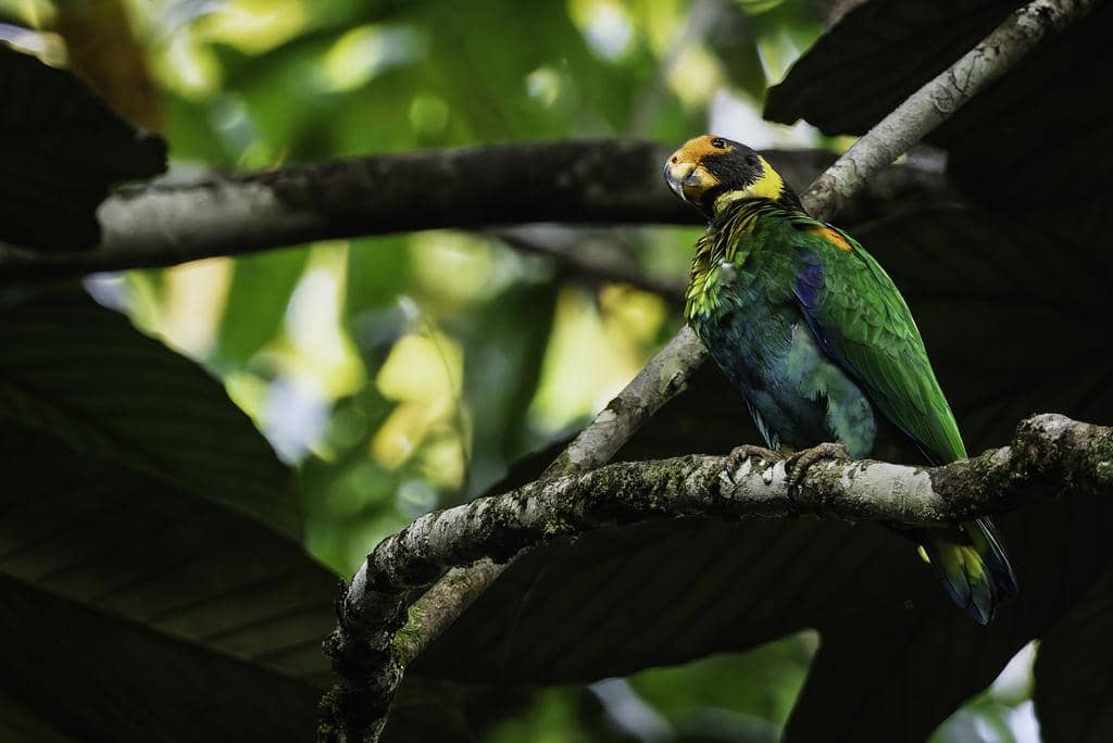 Burung Pyrilia vulturina