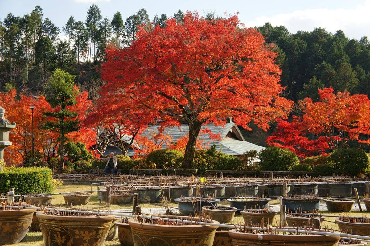 musim gugur di Kyoto