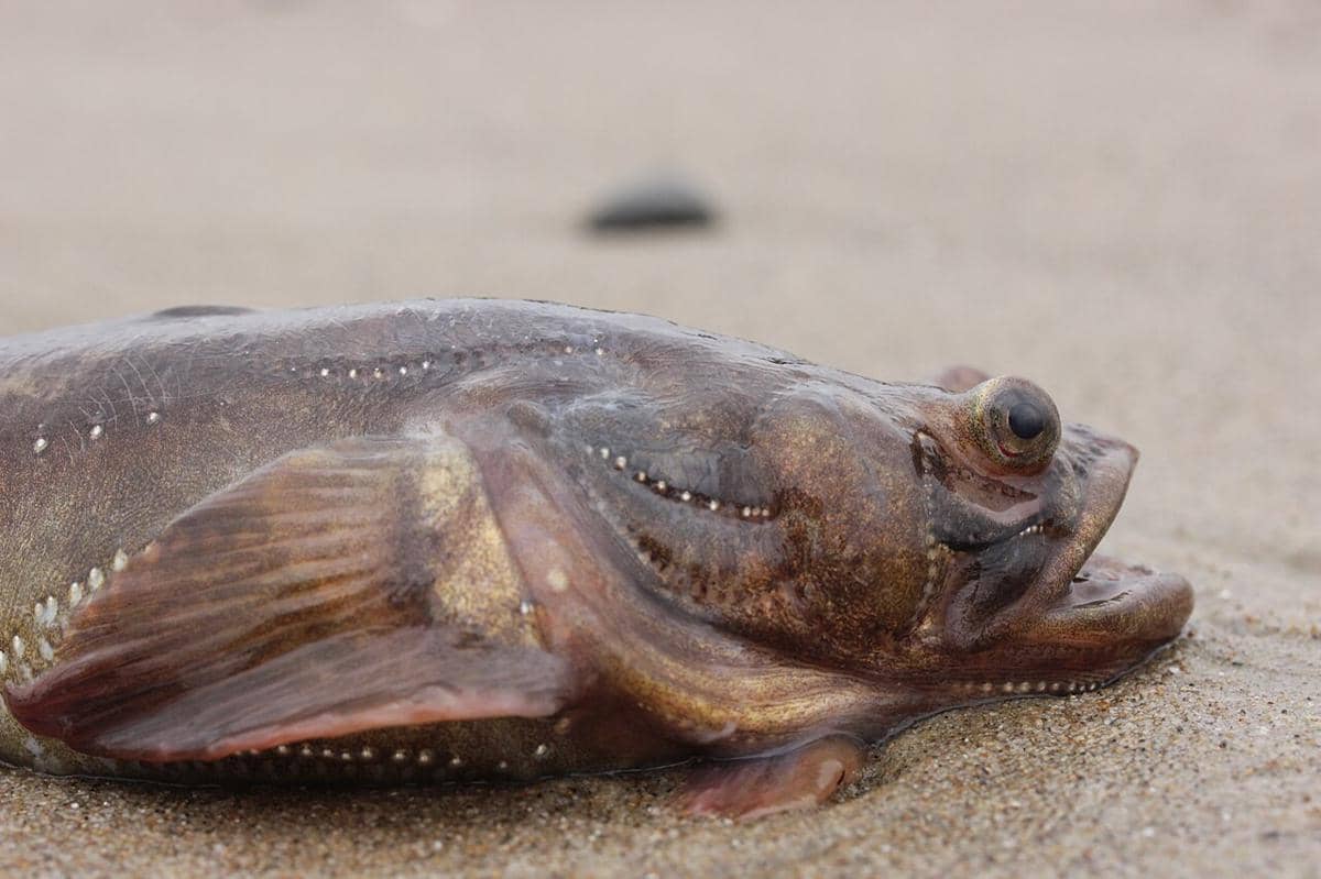 5 Fakta Menarik Plainfin Midshipman, Ikan yang Bisa Bersuara