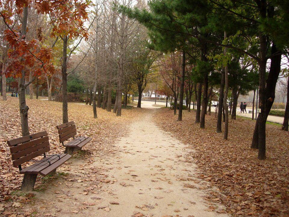 Jalur pejalan kaki di Seoul Forest, taman kota di Seoul, dikelilingi pepohonan hijau yang rimbun dan suasana alami.