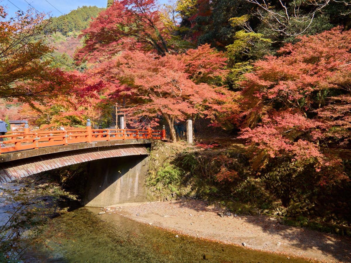 Panduan Wisata Menikmati Musim Gugur di Kyoto agar Tidak Salah Waktu