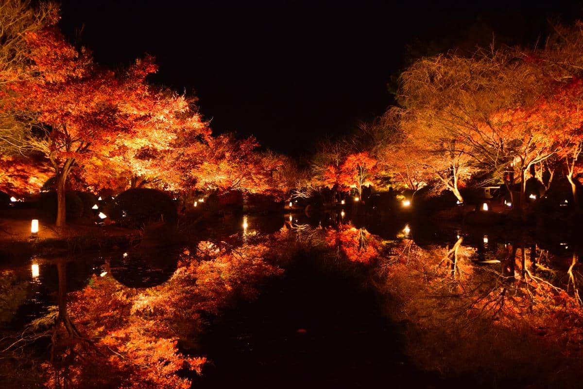 Toji Temple light-up