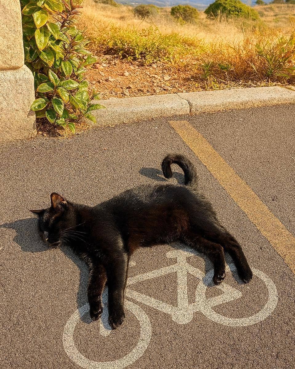 meme kucing tentang parkiran