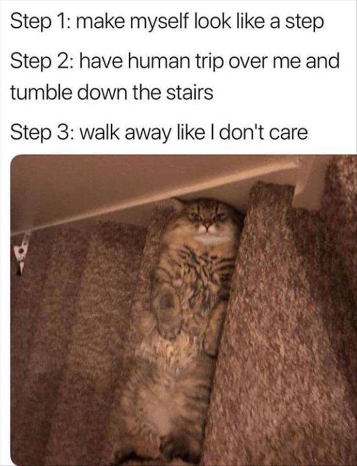 meme kucing dan tangga