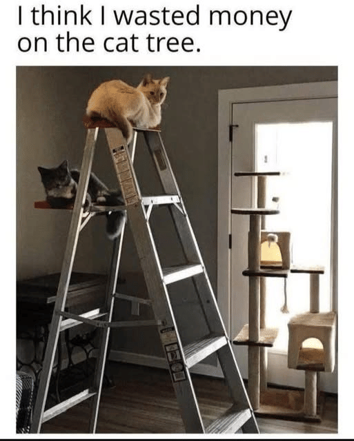 meme kucing dan tangga