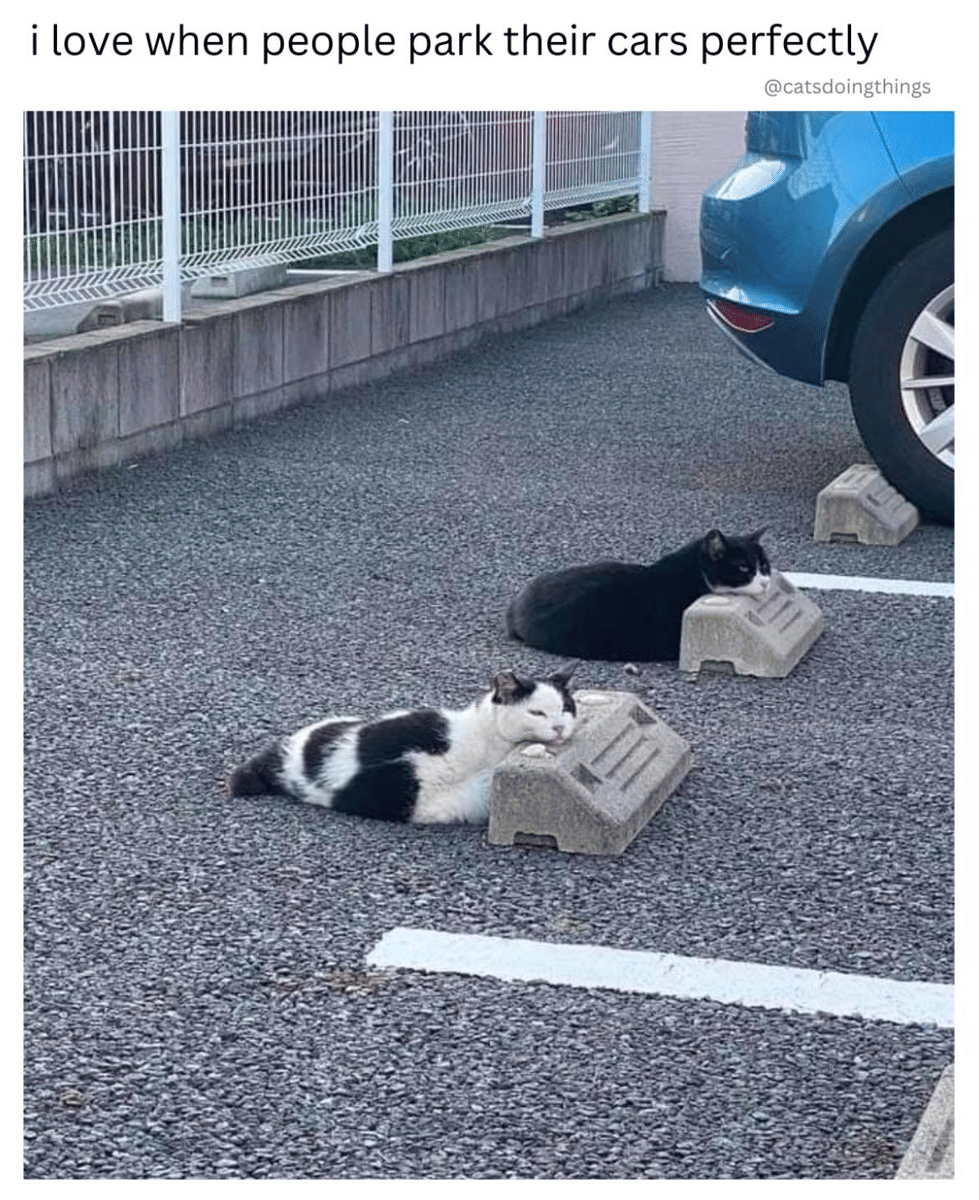 meme kucing tentang parkiran
