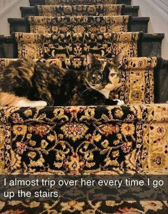 meme kucing dan tangga