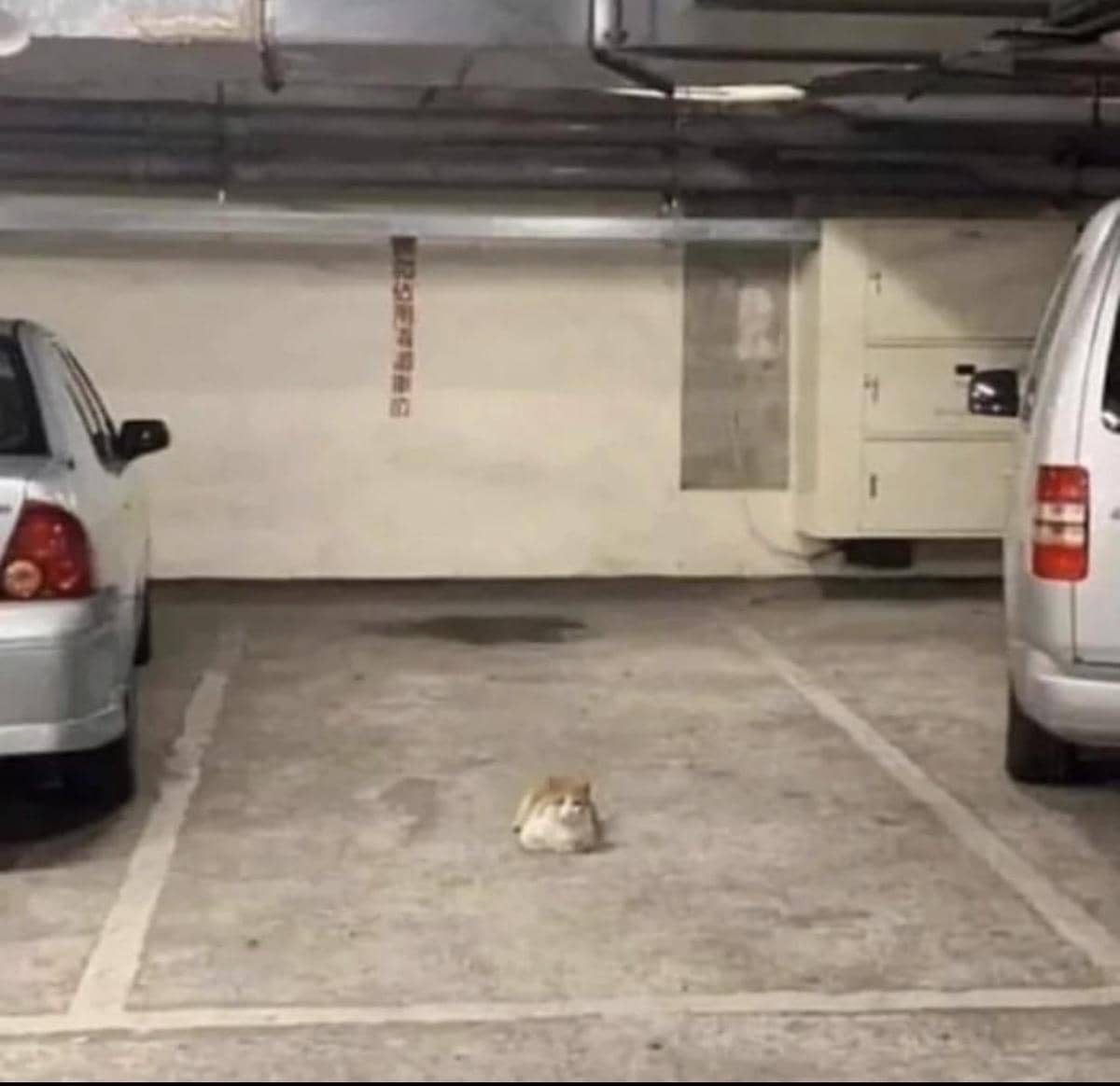 meme kucing tentang parkiran