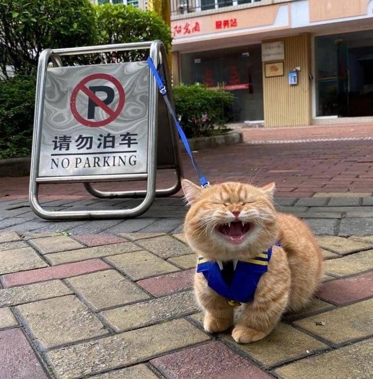 meme kucing tentang parkiran