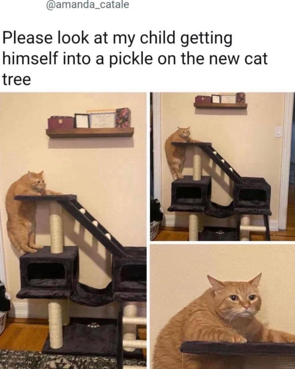 meme kucing dan tangga