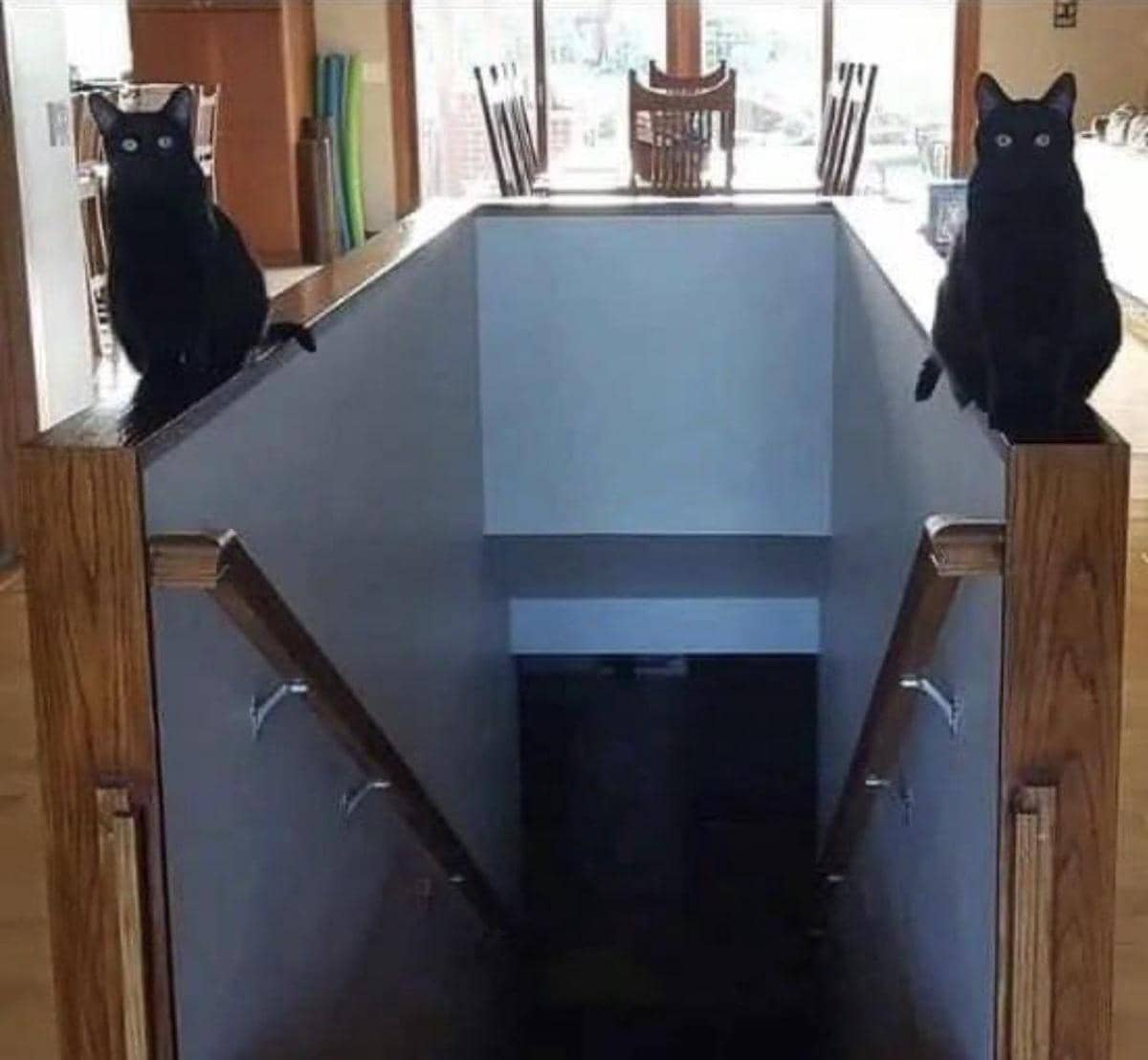 meme kucing dan tangga