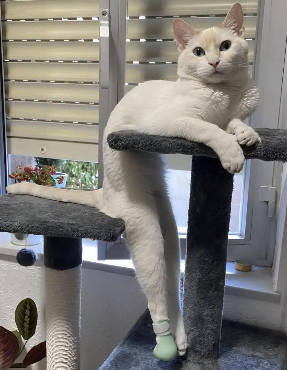 meme kucing dan tangga