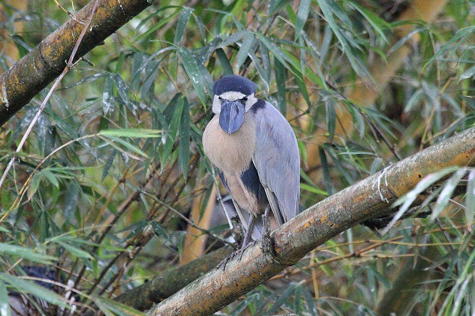 Burung boat-billed heron ini terlihat di Kosta Rika.