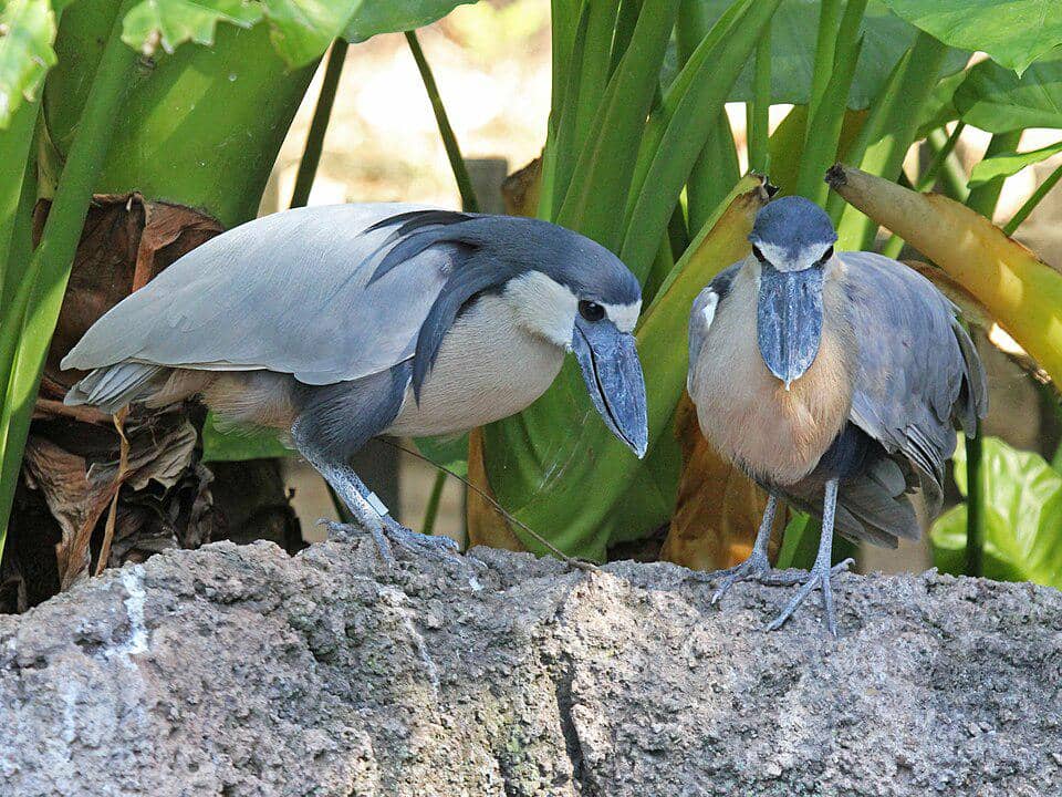 Sepasang burung boat-billed heron berdekatan.