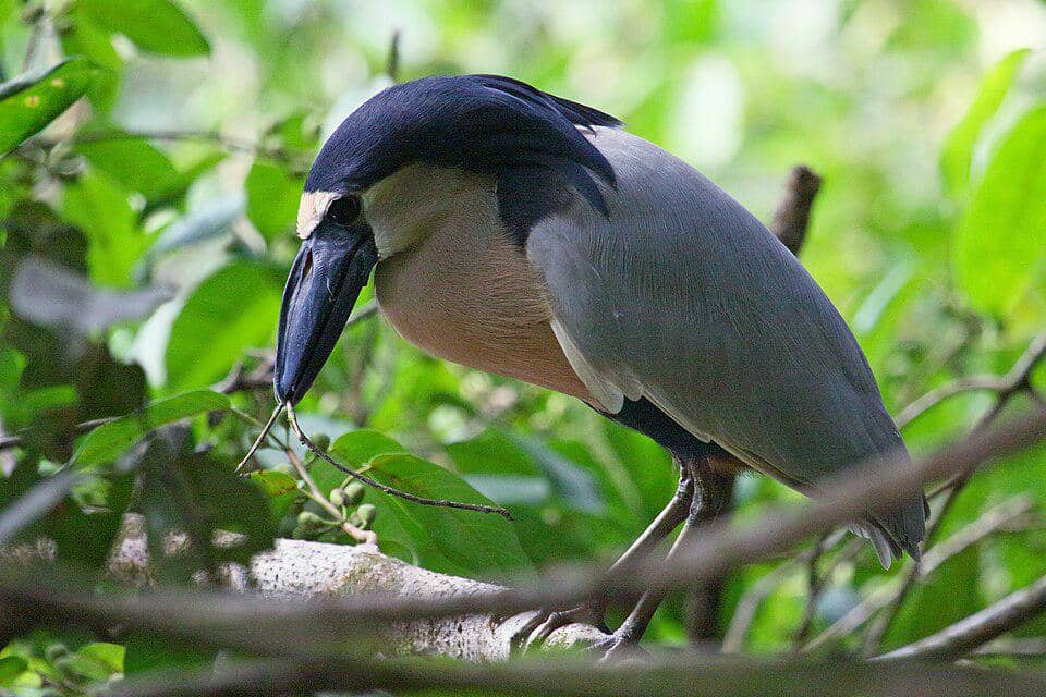 Burung boat-billed heron jantan membawa ranting.