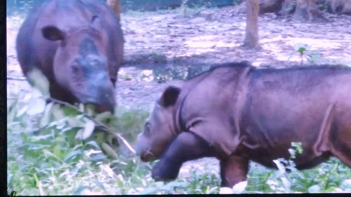 Hari Badak Sedunia, Bakal Ada Tambahan 2 Badak Sumatra