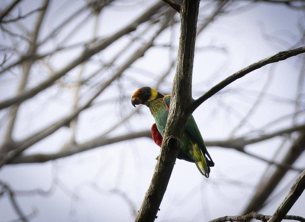 Burung Pyrilia vulturina