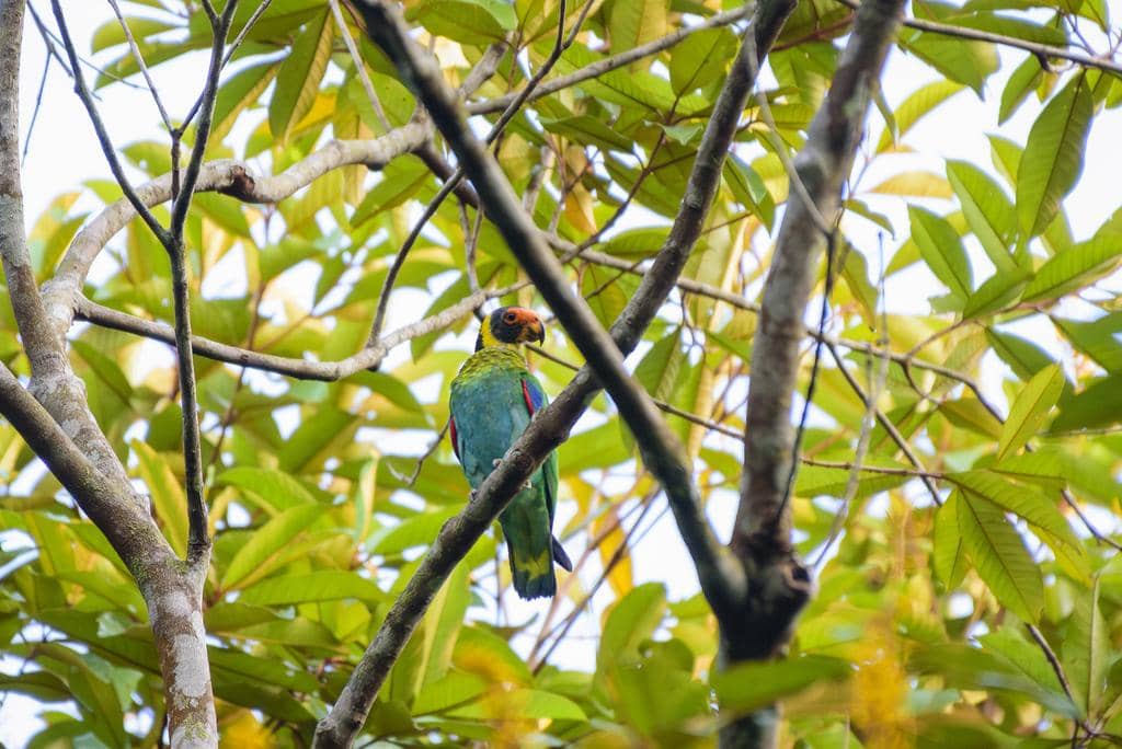 Burung Pyrilia vulturina