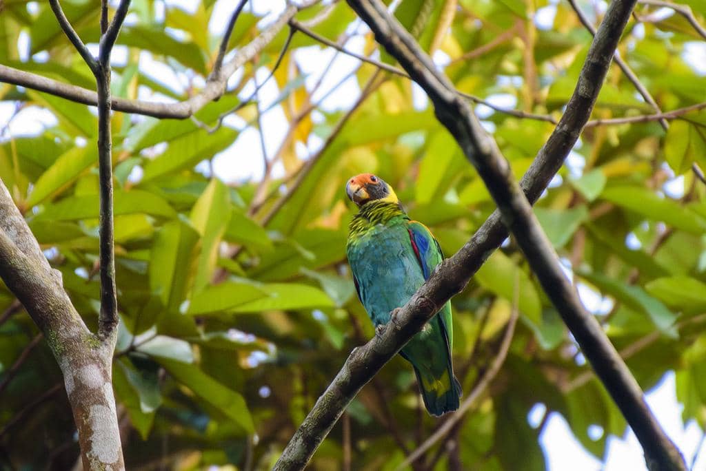Burung Pyrilia vulturina