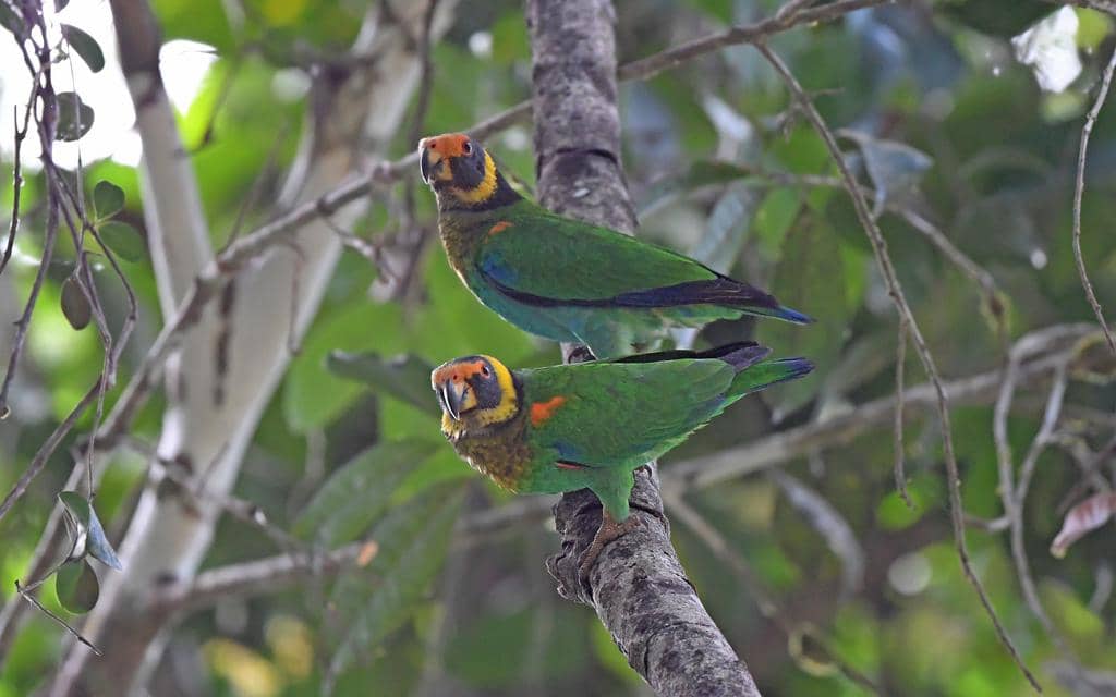 Burung Pyrilia vulturina
