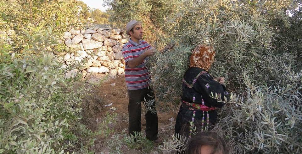 petani Palestina memanen zaitun pada 2014