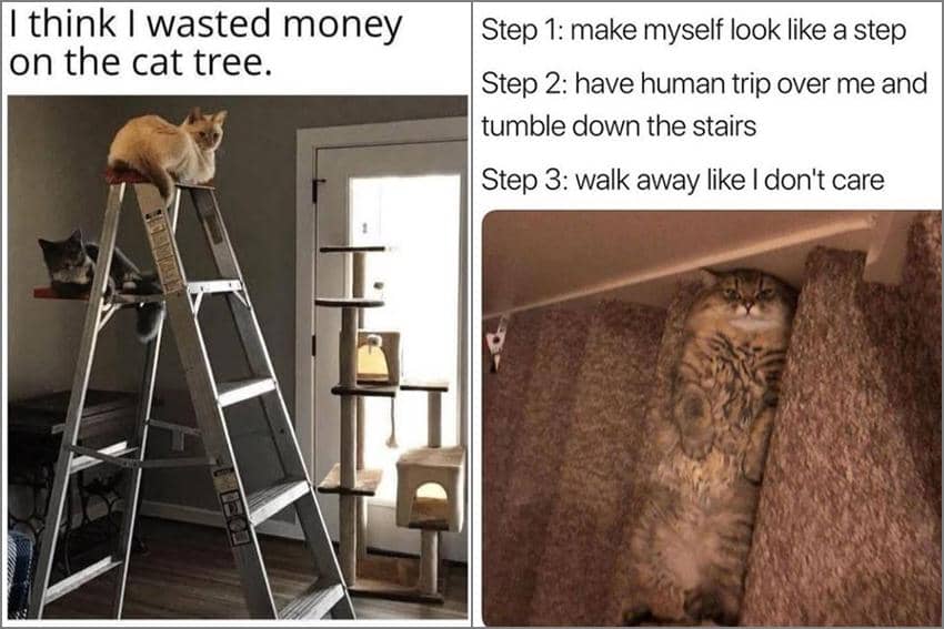 8 Meme Kucing dan Tangga, Malah Berkamuflase!