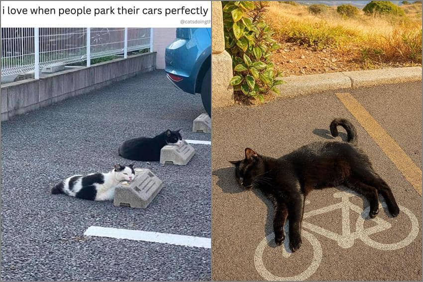 8 Meme Kucing tentang Parkiran, Dijadiin Markas Nongkrong