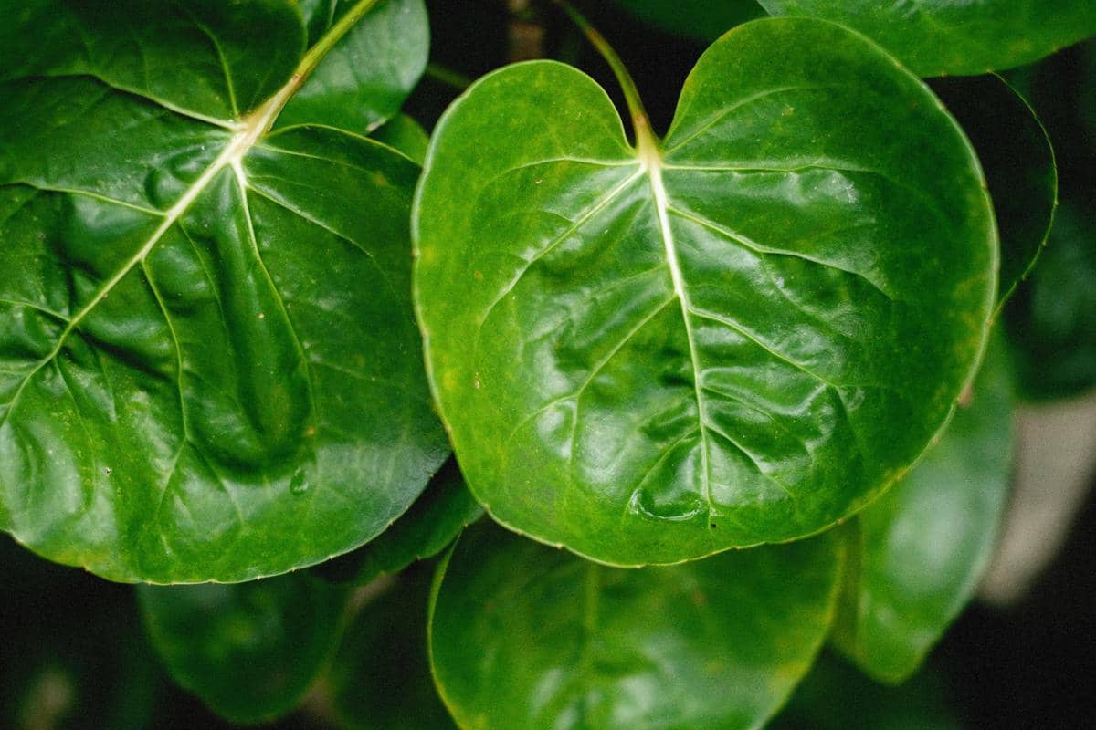 5 Daun yang Sering Dipakai untuk Membungkus Makanan