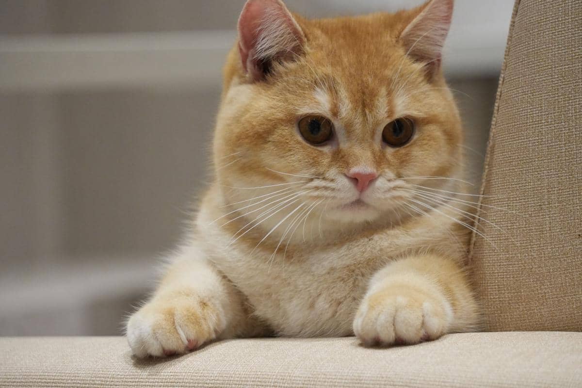 Kenapa Kucing Seolah Tidak Mendengar saat Dipanggil?