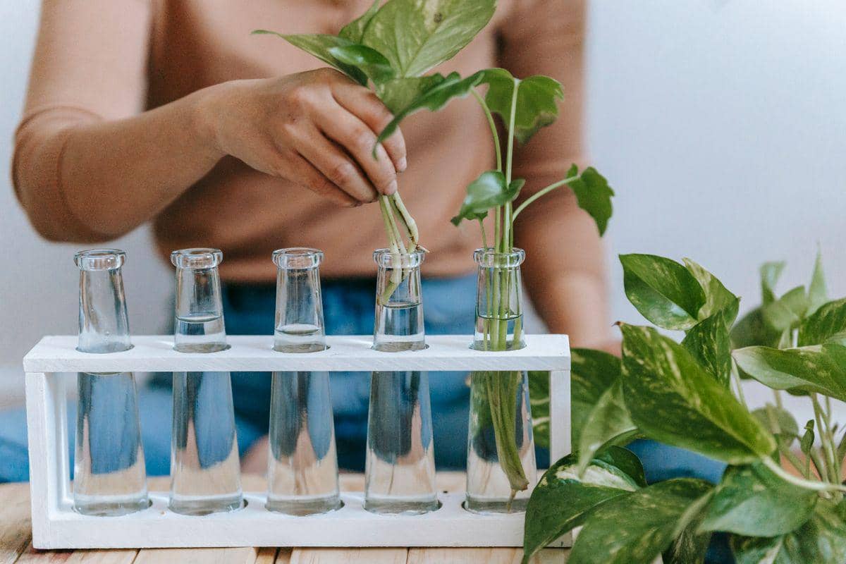 5 Langkah Propagasi Air agar Tanaman Hias Cepat Berakar