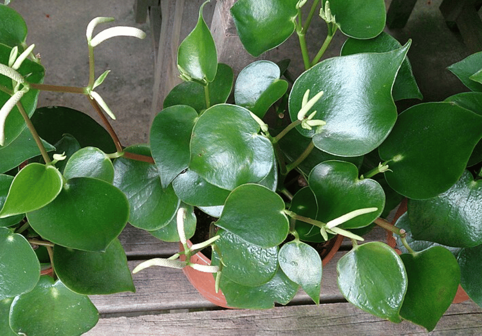 ilustrasi raindrop peperomia