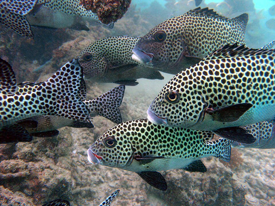 5 Fakta Ikan Harlequin Sweetlips, Penampilannya Bisa Bertransformasi!