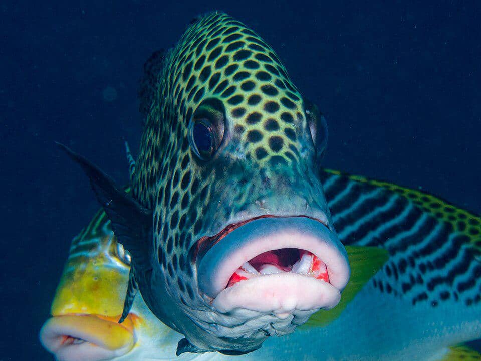 Ikan harlequin sweetlips dengan bibir tebal