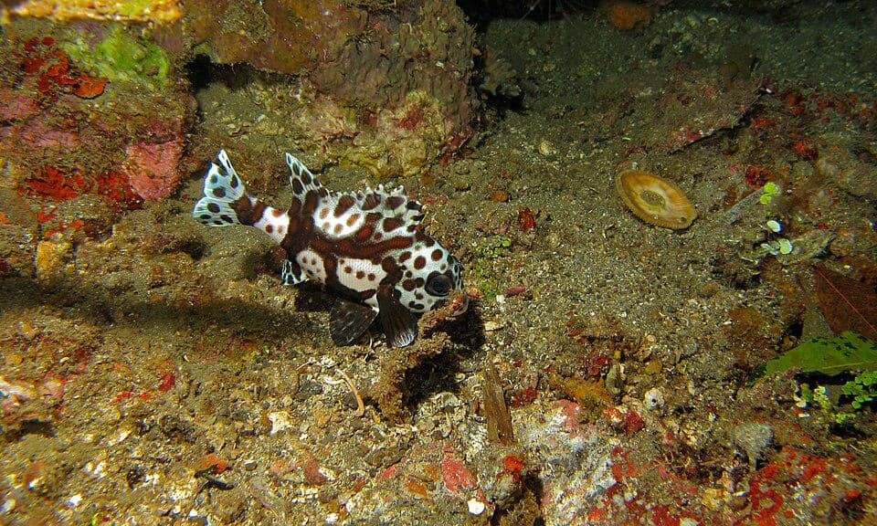 Ikan muda harlequin sweetlips