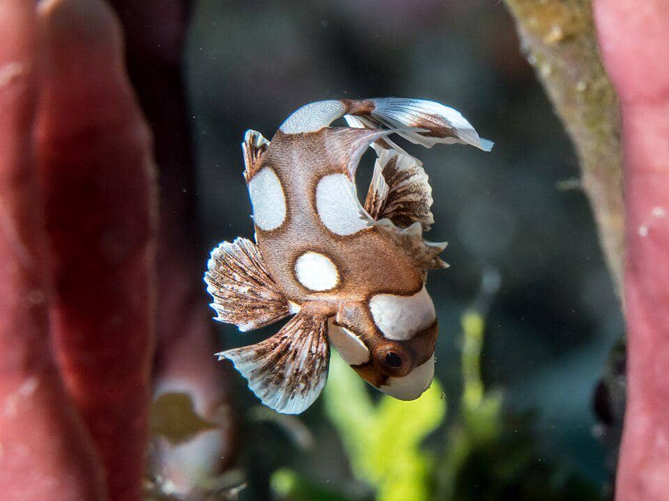 Ikan harlequin sweetlips muda yang punya pertahanan diri unik
