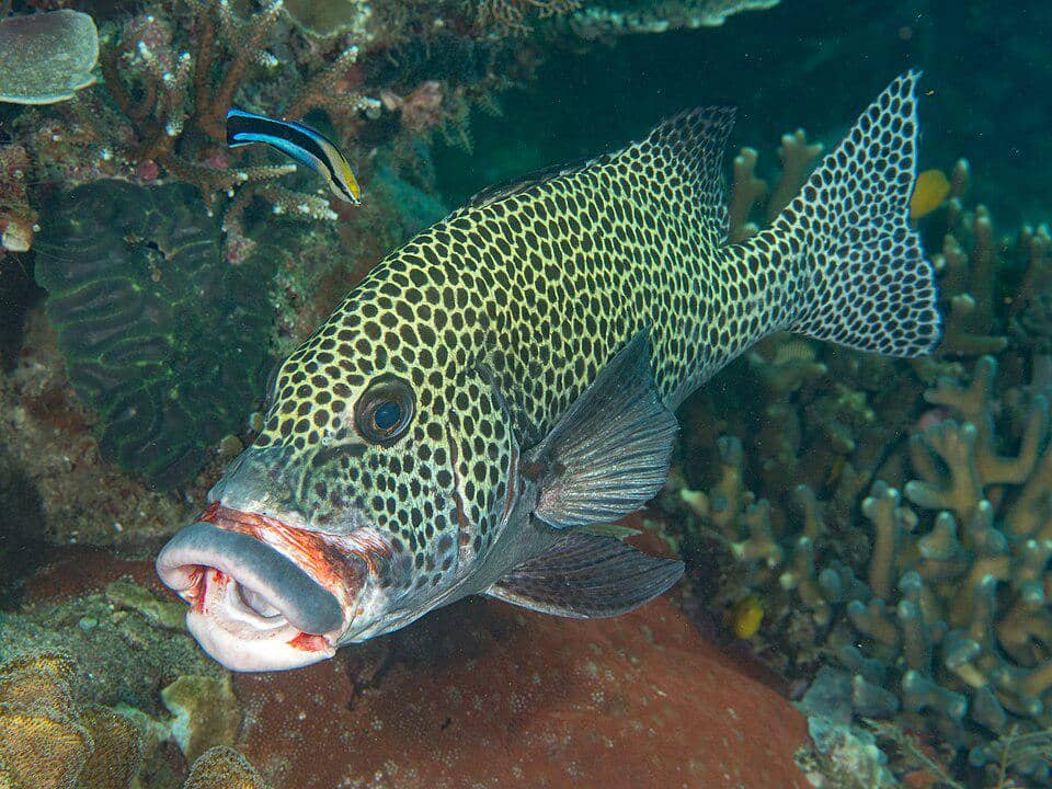 Harlequin sweetlips tinggal di terumbu karang