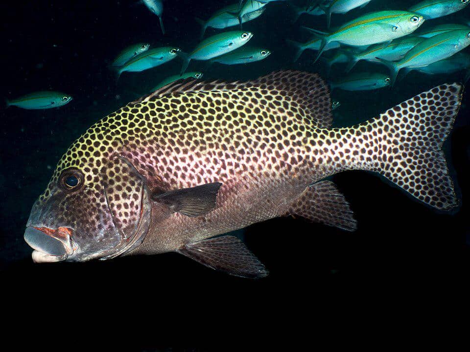 Ikan harlequin sweetlips aktif di malam hari