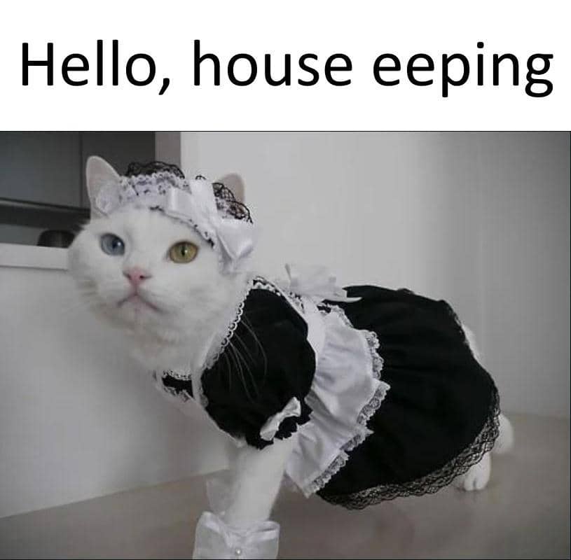 meme kucing tentang baju