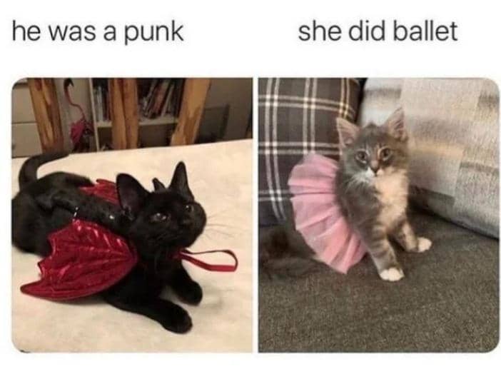 8 Meme Kucing tentang Baju, Ada yang Pakai Kostum Maid