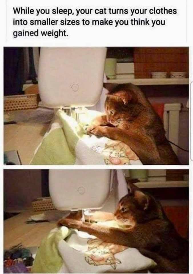 meme kucing tentang baju