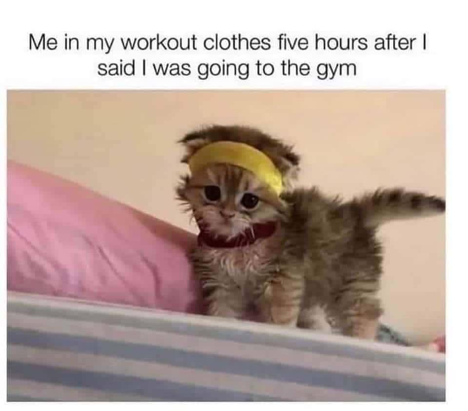 meme kucing tentang baju