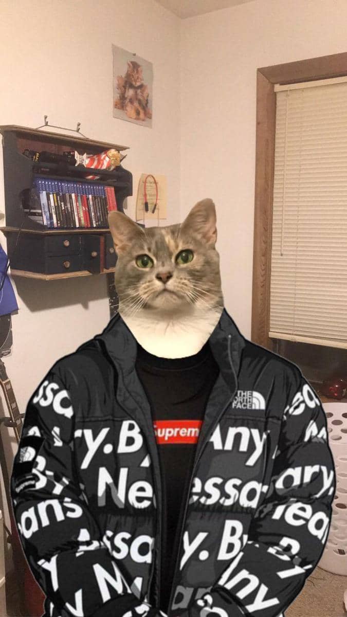 meme kucing tentang baju